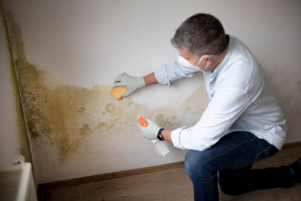 Best Commercial Mold Inspection  in North Cape May, NJ