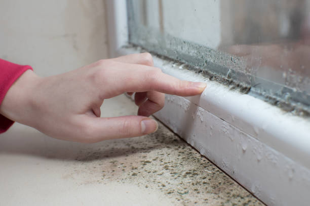 Best Real Estate Mold Inspection  in North Cape May, NJ