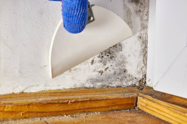 Best Mold Remediation for Healthcare Facilities  in North Cape May, NJ
