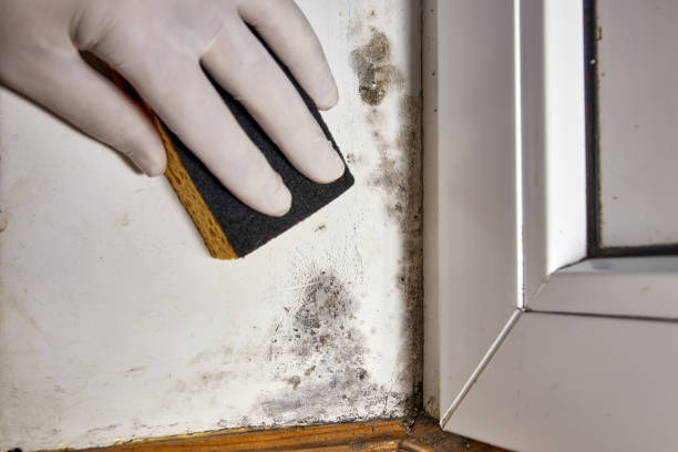 Best Black Mold Removal  in North Cape May, NJ
